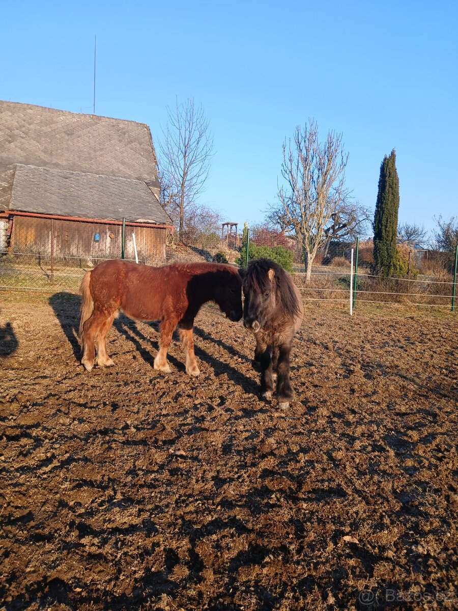 Nabízím dva hřebečky Shetland pony
