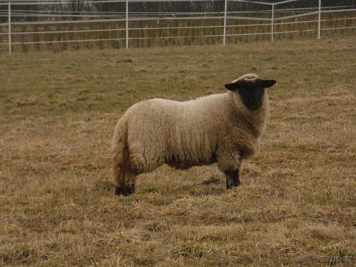 Suffolk - jednoletý beran