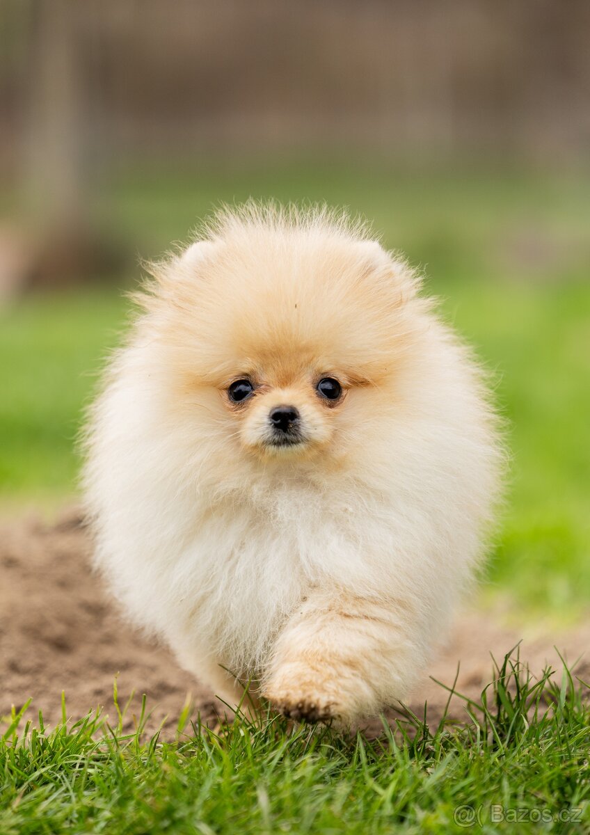 Pomeranian s PP