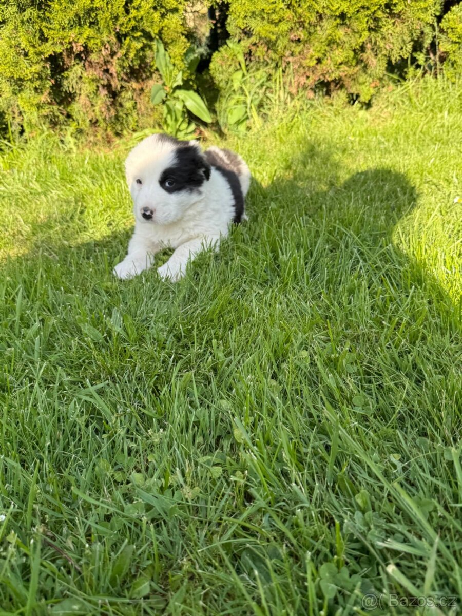 Border Kolie