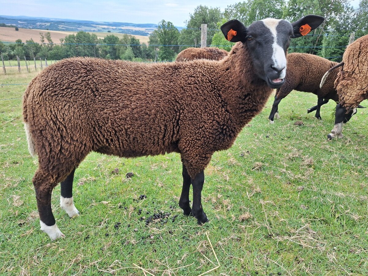 Beránek