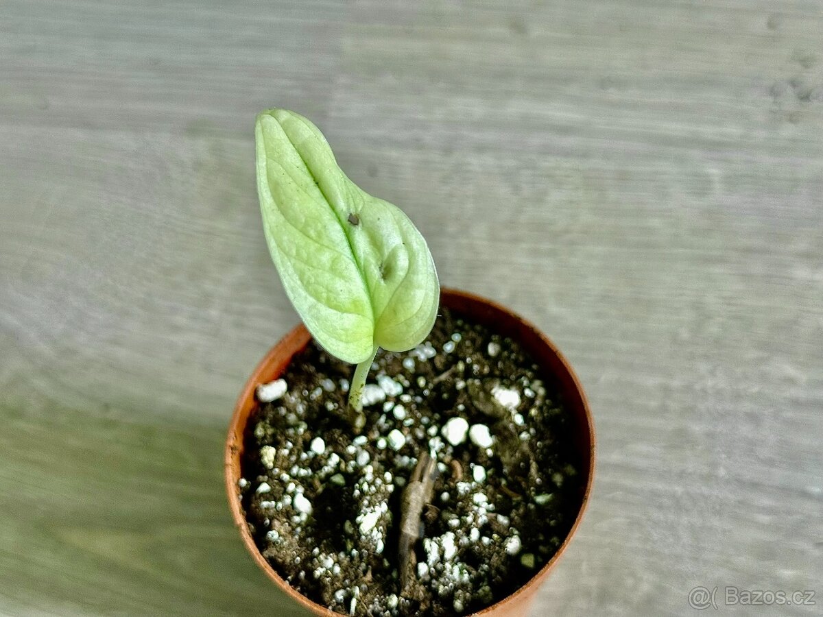 Monstera Adansonii Archipelago - Malinká rostlinka