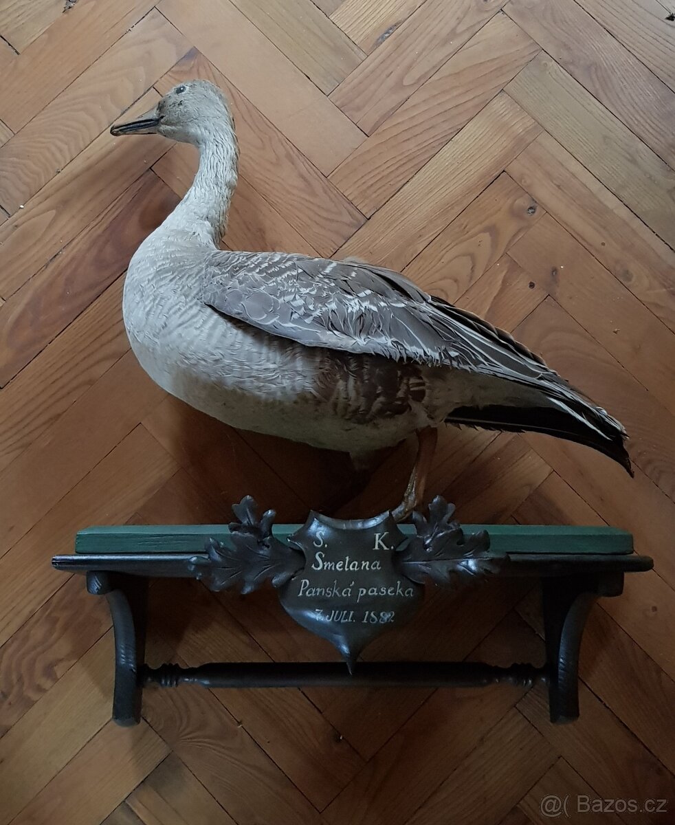 Stará lovecká trofej KACHNA - myslivost - dekorace