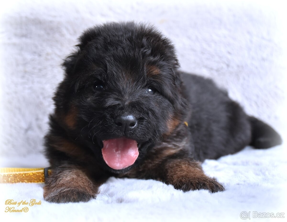 Německý Ovčák - štěňata