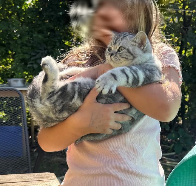 Britská  (whiskas ) kočička s p.p.