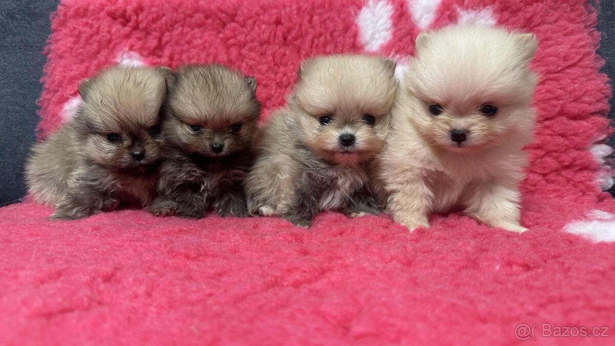 Pomeranian s PP štěňátka