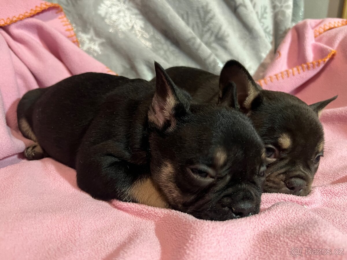 Francouzský buldoček