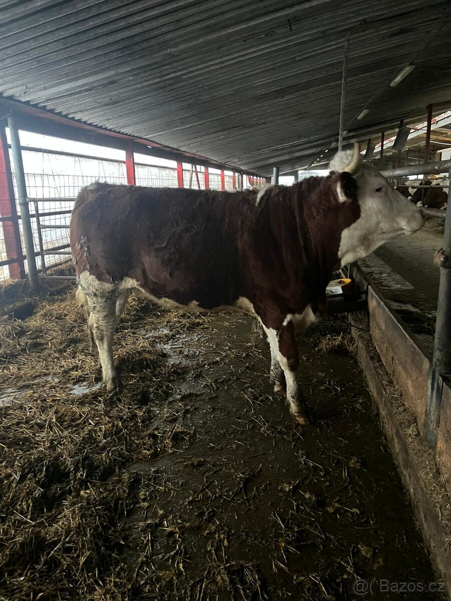 ČESTR Březí Jalovice