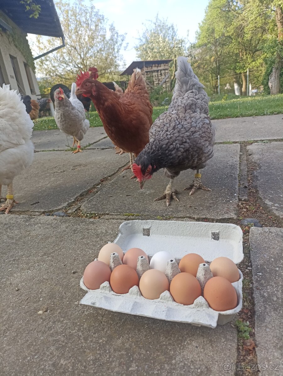 Prodám domácí vejce, vajíčka, možno i jako násadová
