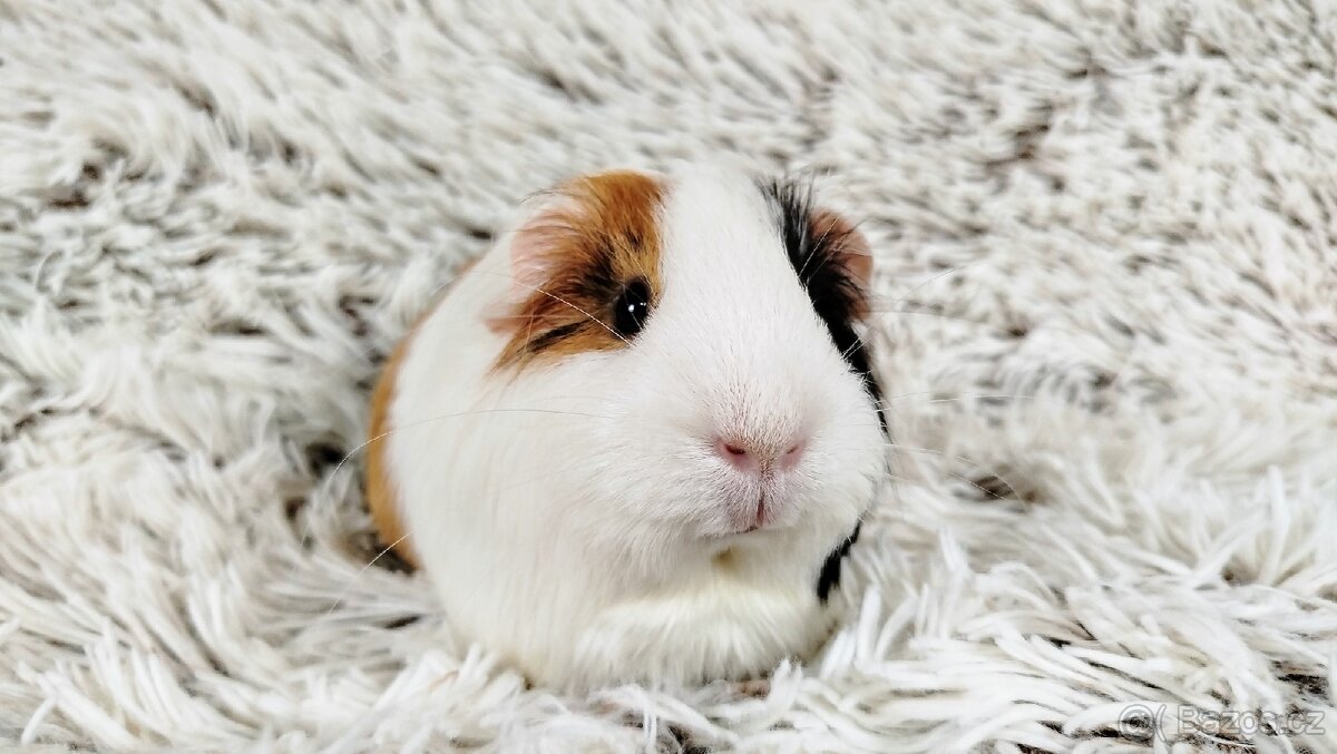 Morče, Morčata, Morčátko - BETTY