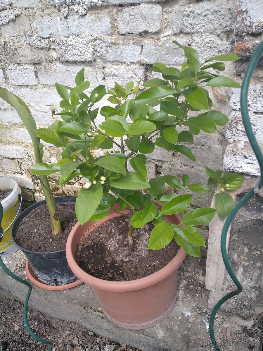 Citrus citrón