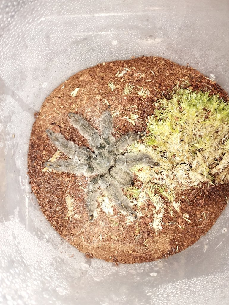 Psalmopoeus irminia - adult samec
