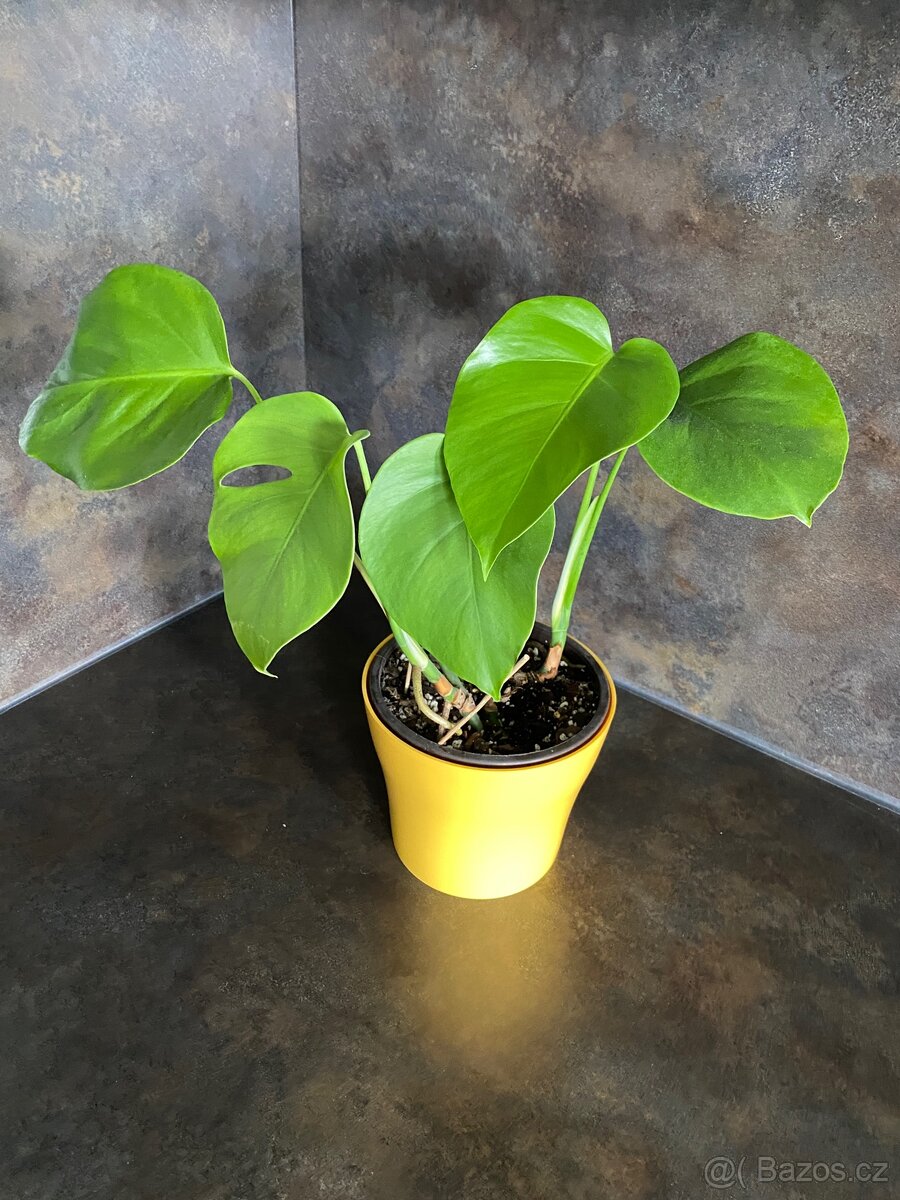 Monstera deliciosa