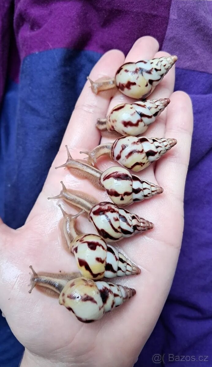 Limicolaria Agathina Nigeria - šnek