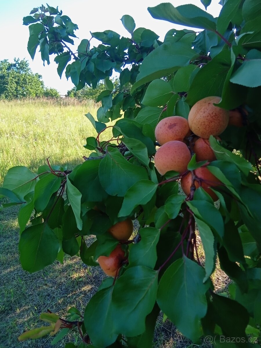 Meruňky - kvas