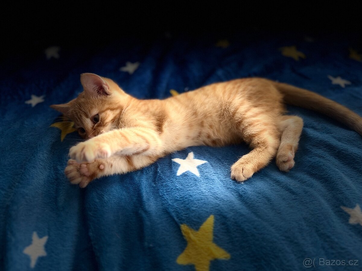 Garfield hledá rodinu k nastěhování