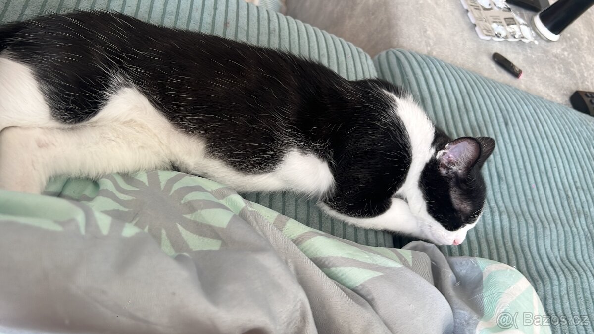 Darujeme Kotě do dobrých rukou