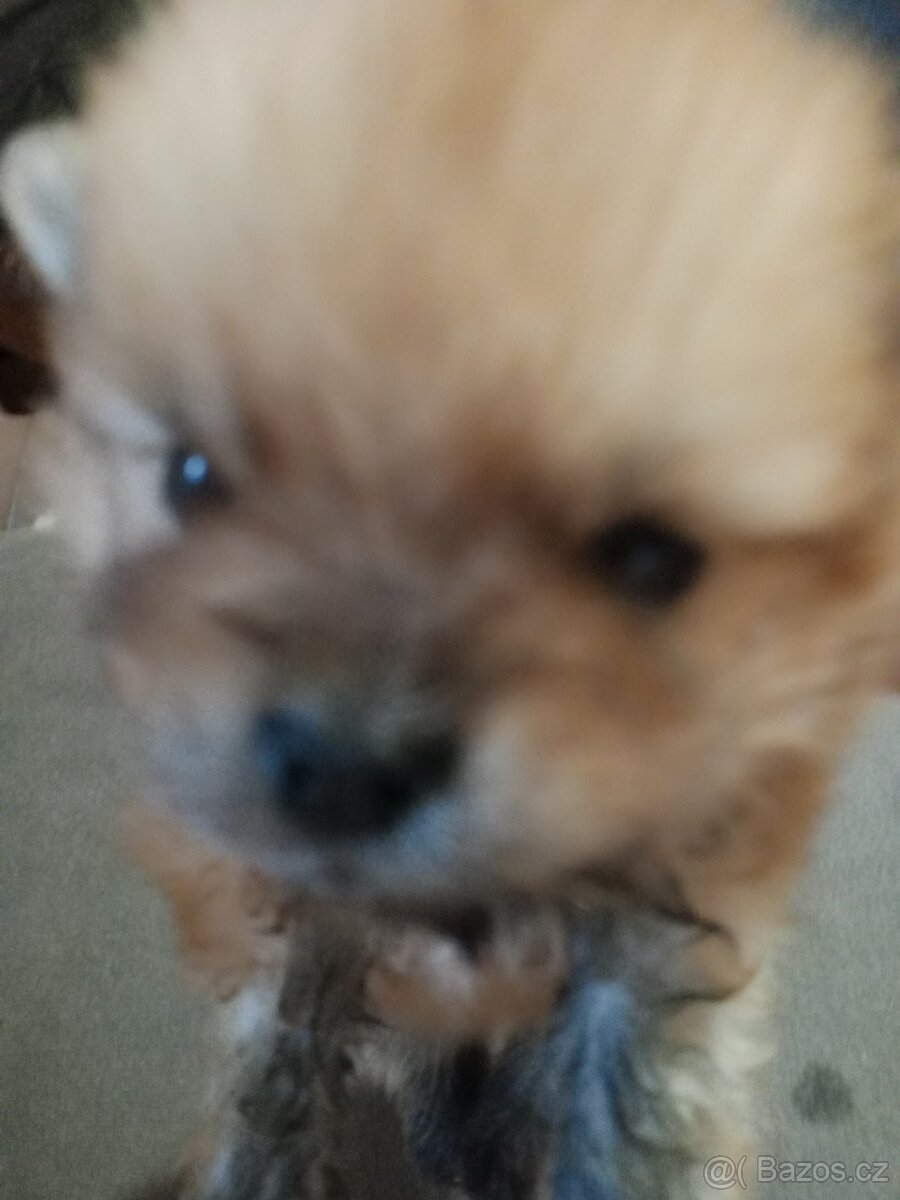 Pomeranian