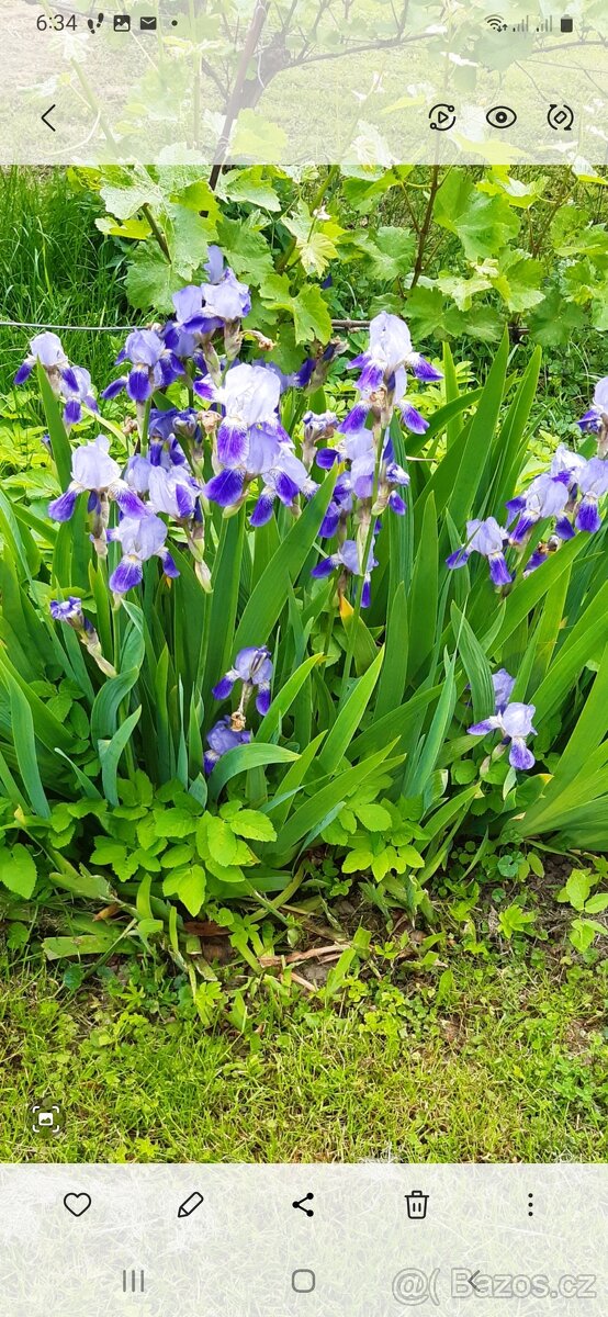 Světle modrý kosatec