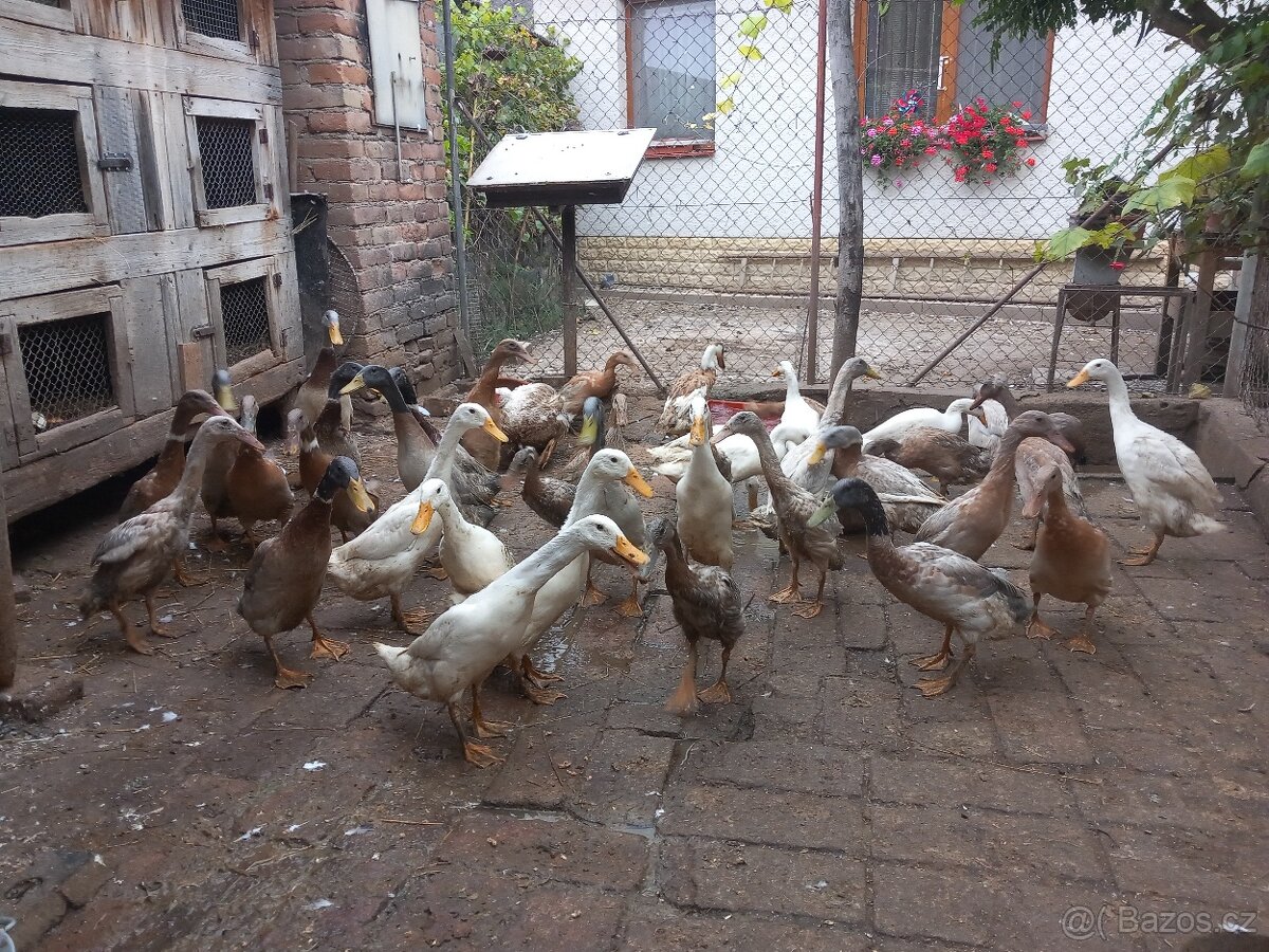 Indický běžec lovec slimaku