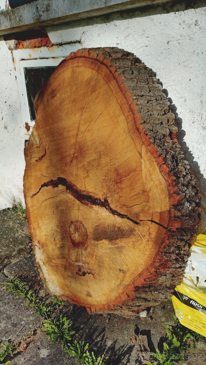 Dubový koláč 110cm, kmen, vhodný na stůl