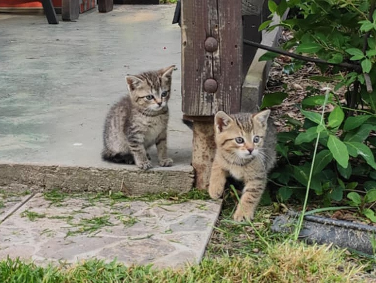 Daruji Kočičku nebo Kocourka