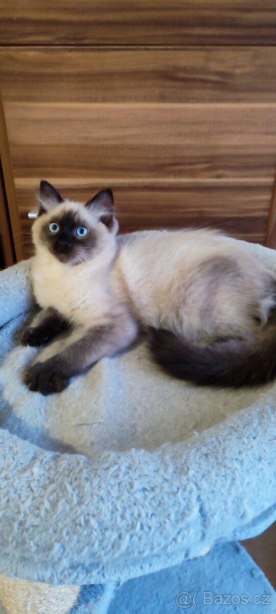Ragdoll poslední volný kocourek