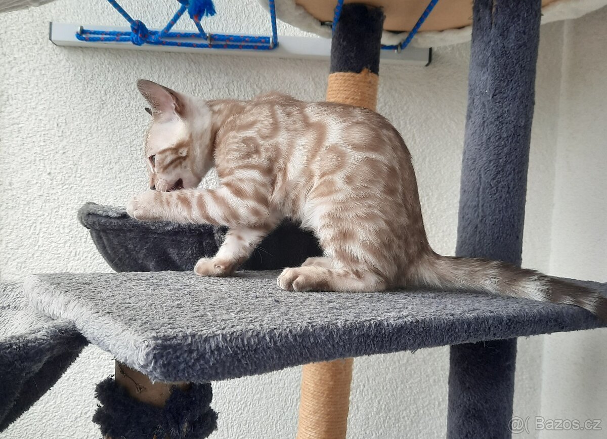 Bengalska kocka kotata s PP