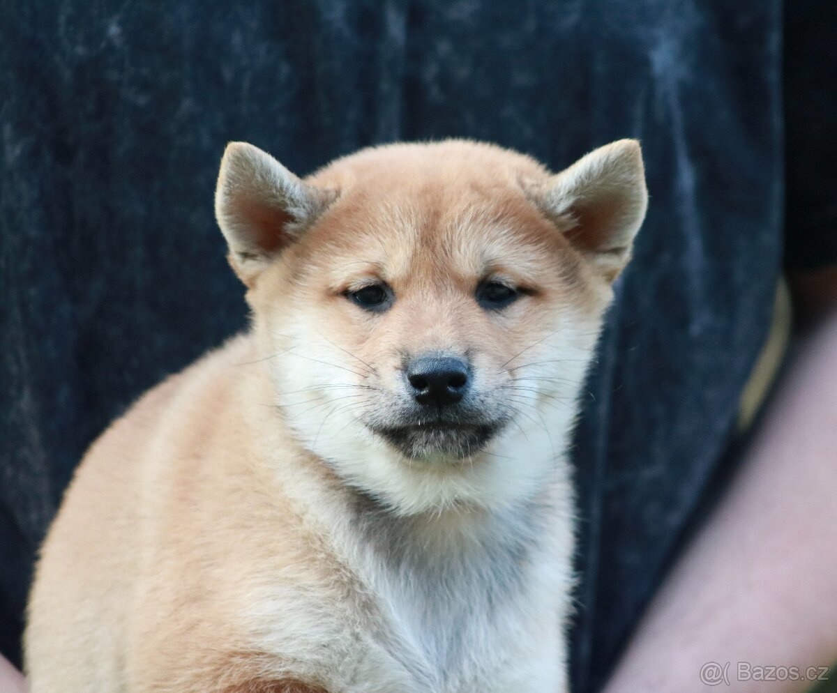 Shiba inu - pejsek s PP