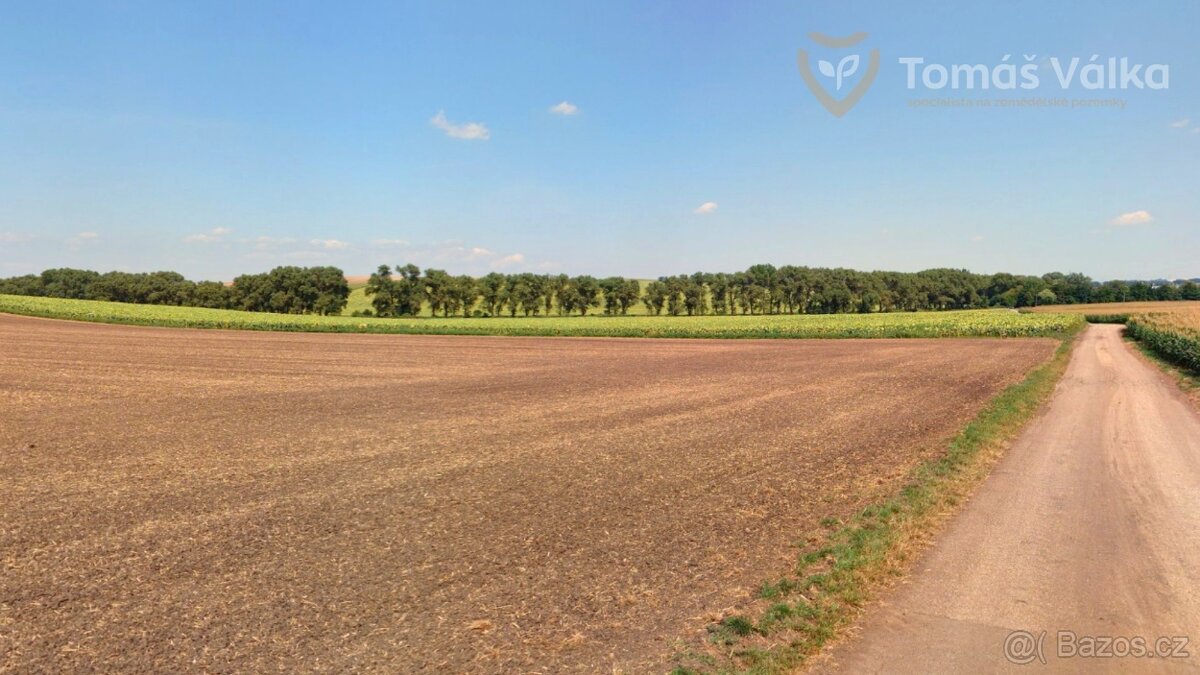 Prodej pole s velmi dobrou bonitou – 1 ha – Nikolčice