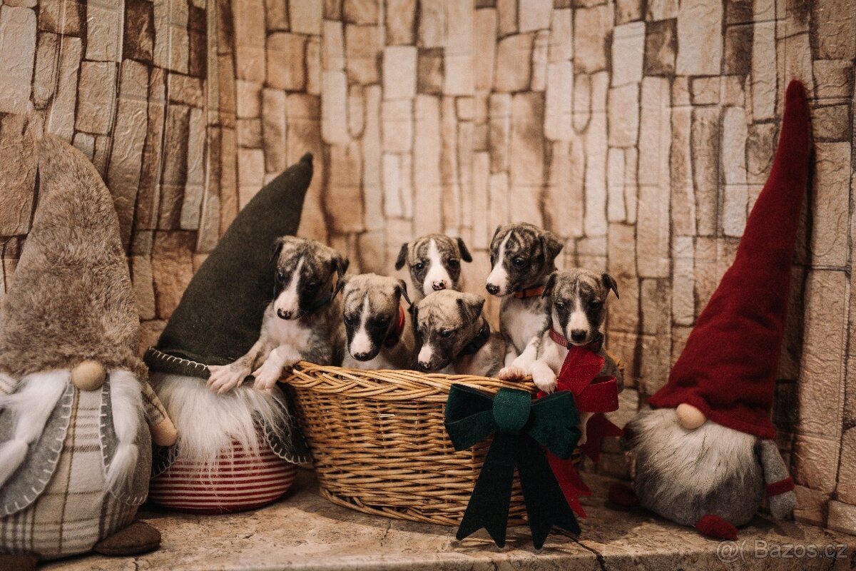 Whippet/Vipet s PP (pejsek,fena)