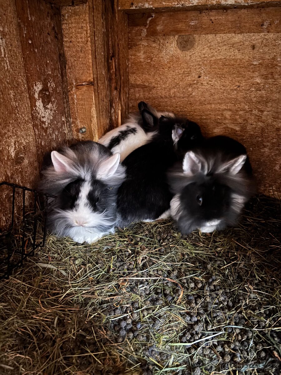 Zakrslý králíček