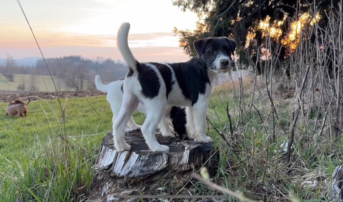 Jack Russell teriér s PP