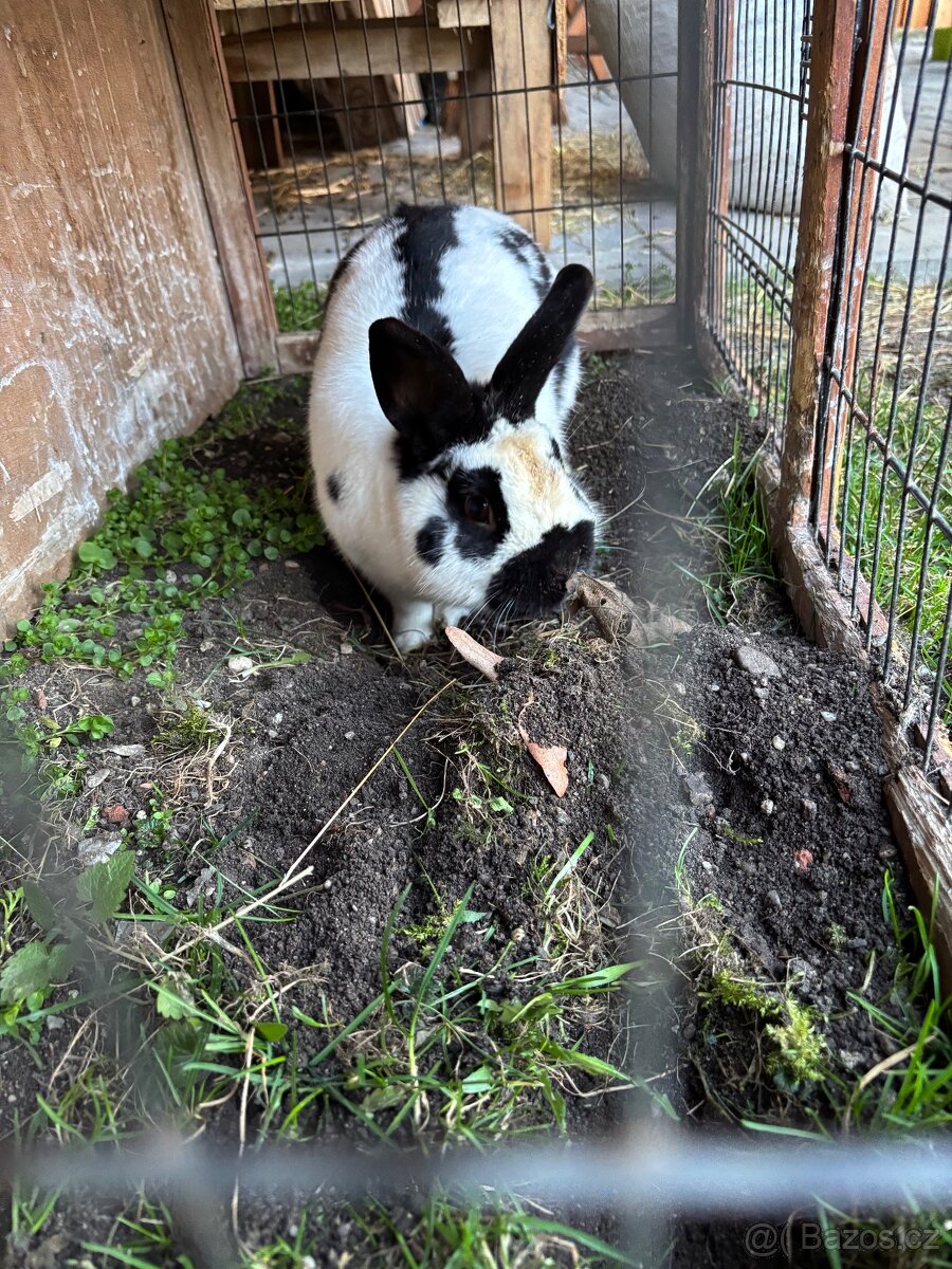 Králík k vymazlení
