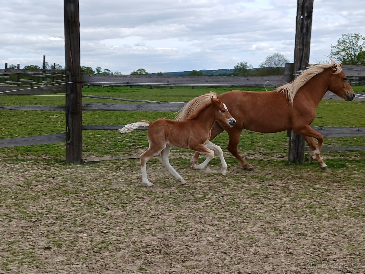 Wels kvh cca 145cm letošní - větší