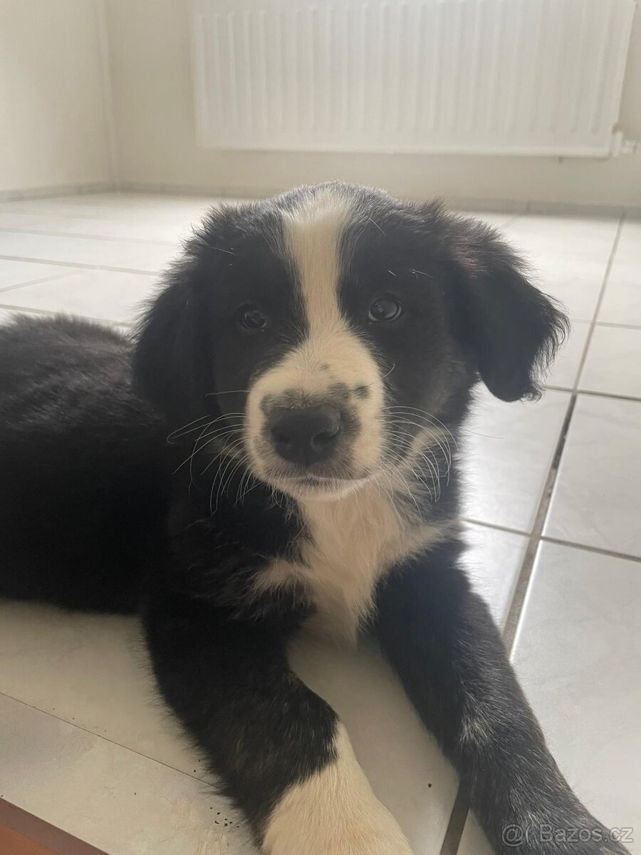 prodej štěňata Border Kolie xLabrador..
