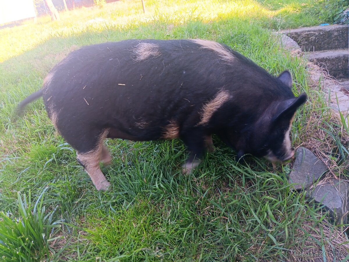 Kune kune sviňka