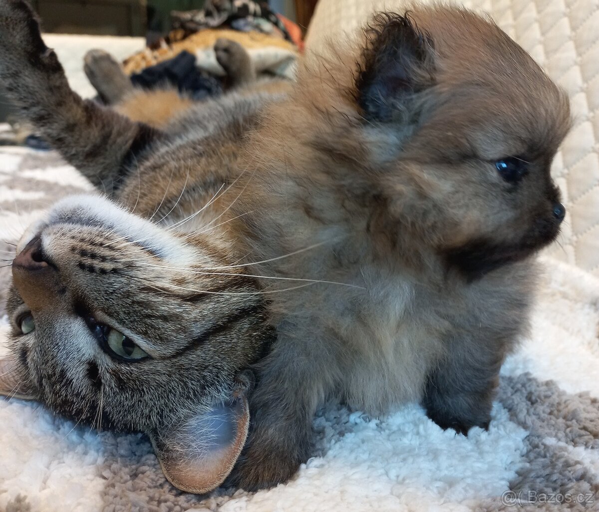 Pomeranian  - kluci - pidi