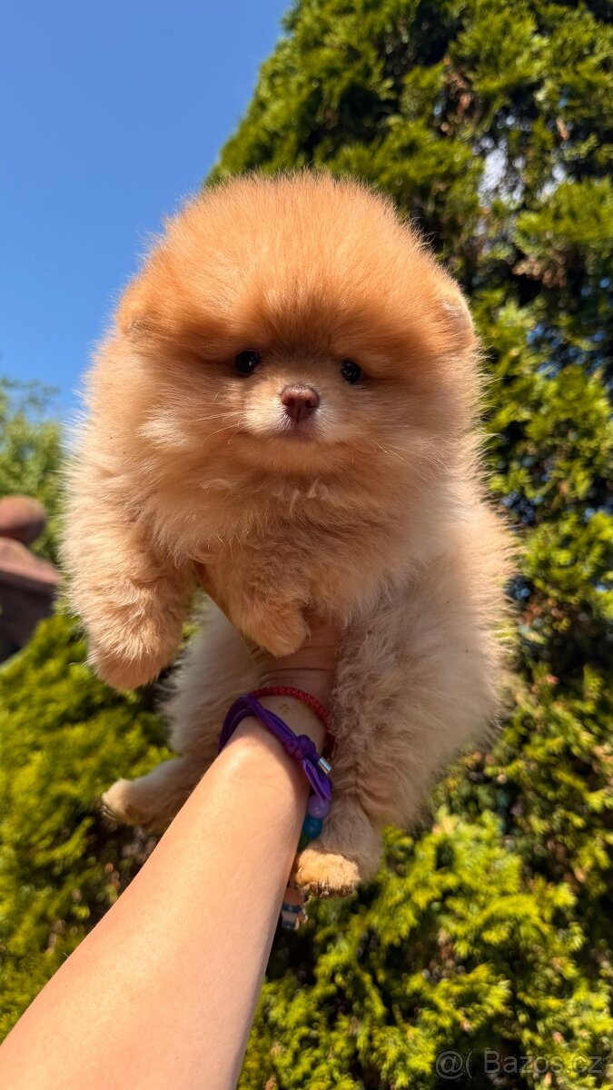 Pomeranian