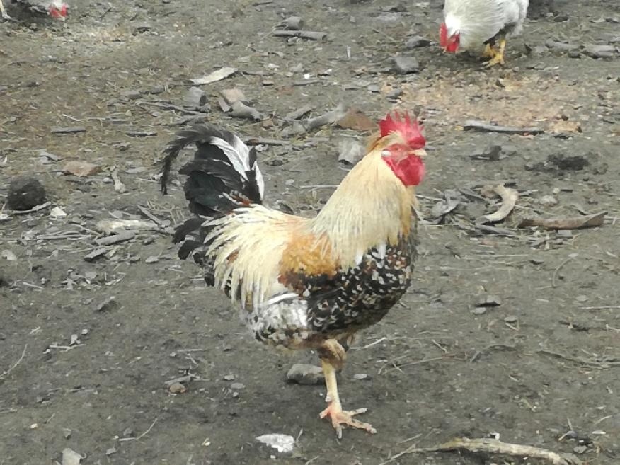 kohouti, kohout