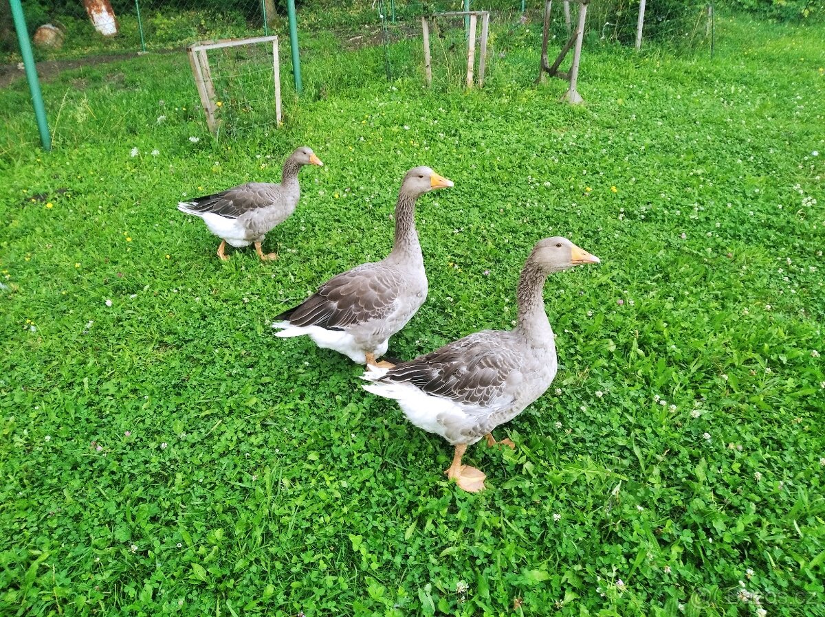 Landeská husa