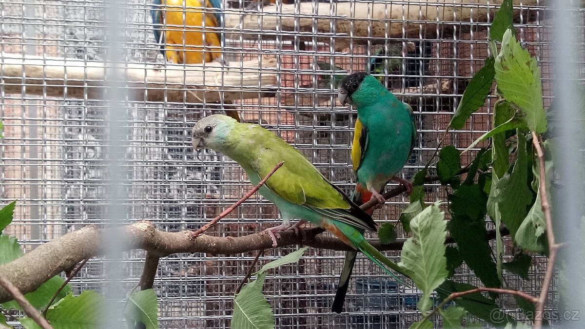 Papoušek žlutoramenný Hoodeduv.