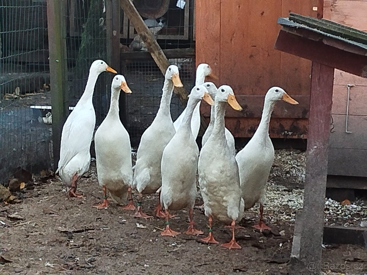 Indický běžec bílý