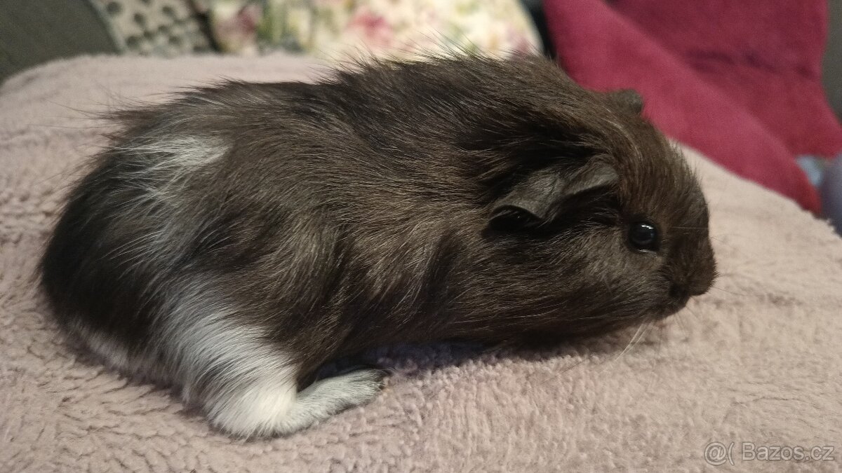 Morče, sameček , stáří 6 týdnů