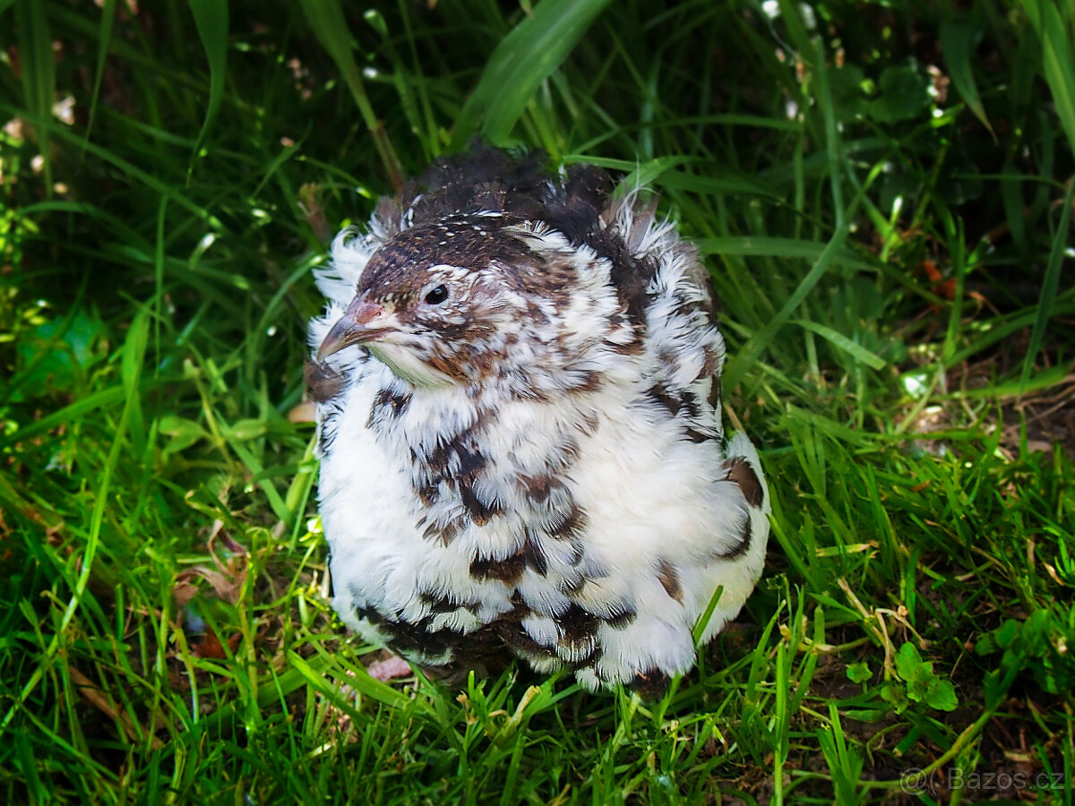 Amerika Mix křepelka - Vejce do líhně + Topný sáček