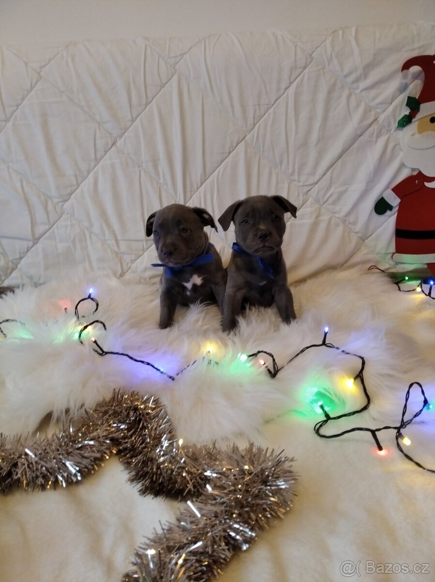 Stafordšírský bulteriér