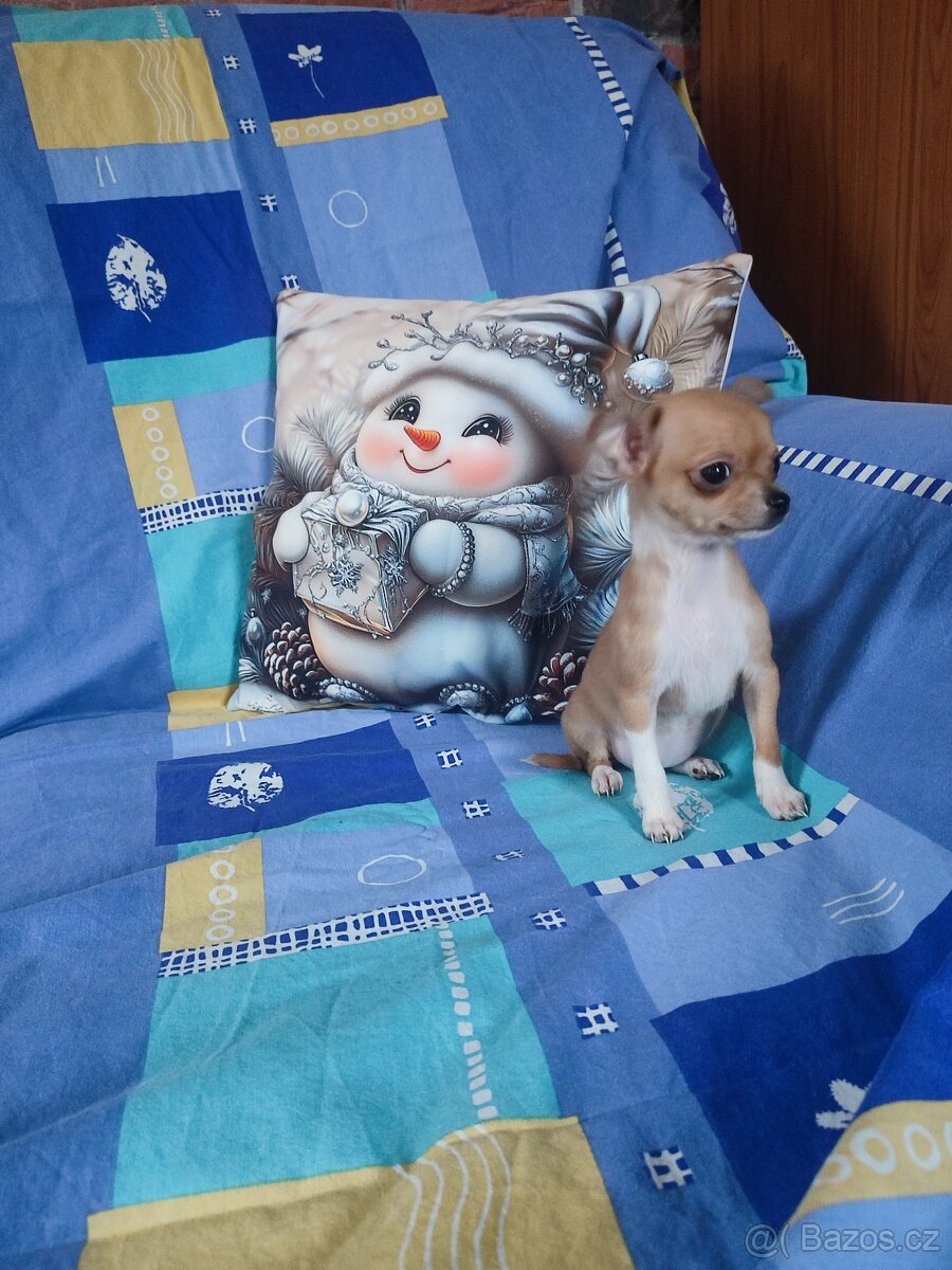 Čivava krátkosrstá