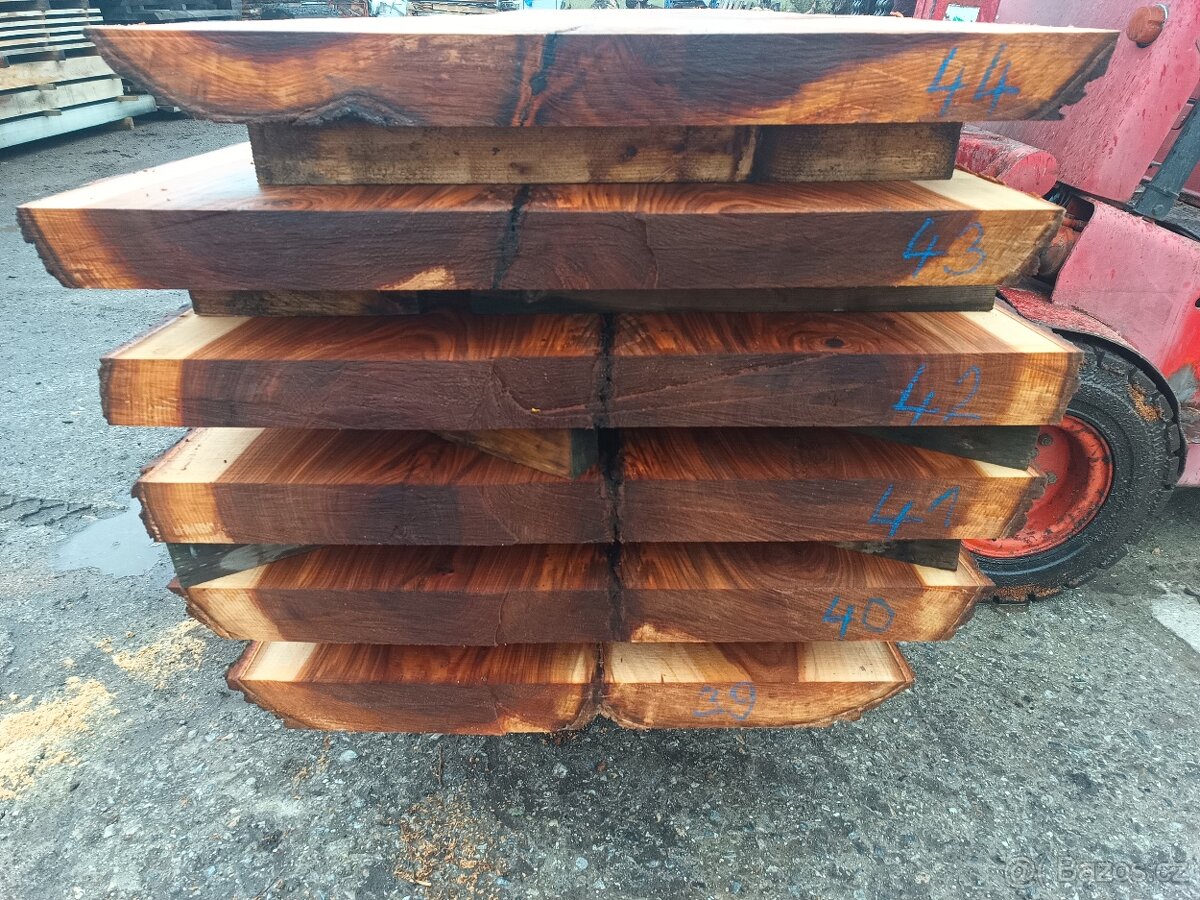 Jilm horský ,,stolové desky,,