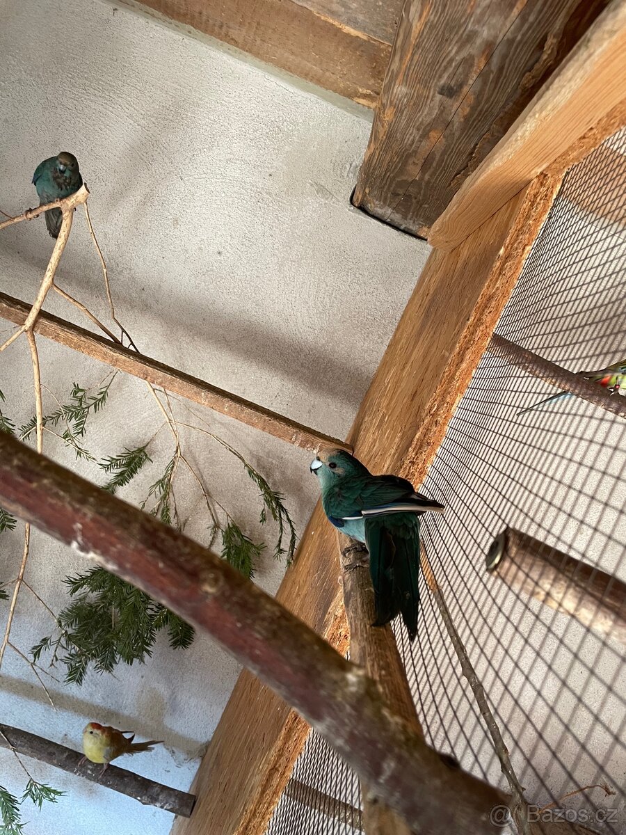 Kakariki modrý sameček