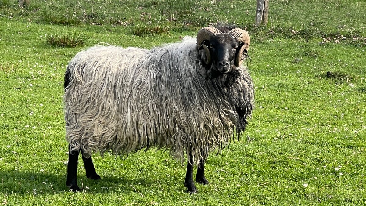 Beran ovce vřesové - prodej